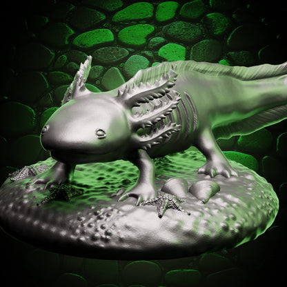 Axolotl