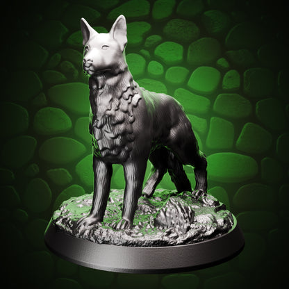 Dog front