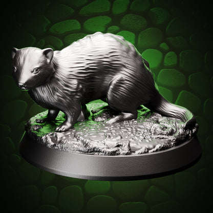 Ferret front