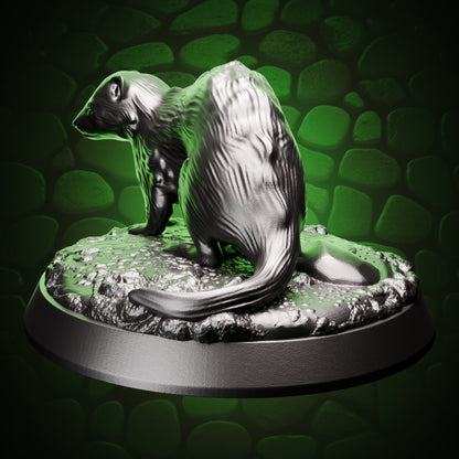 Ferret right
