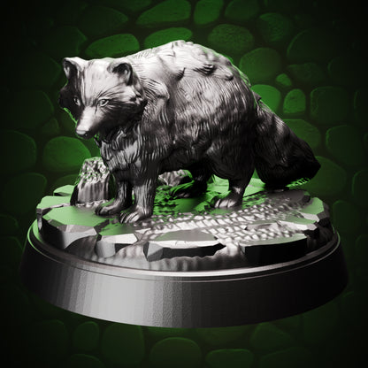 Raccoon front