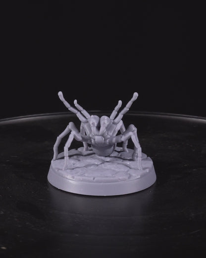 Huntsman Spider